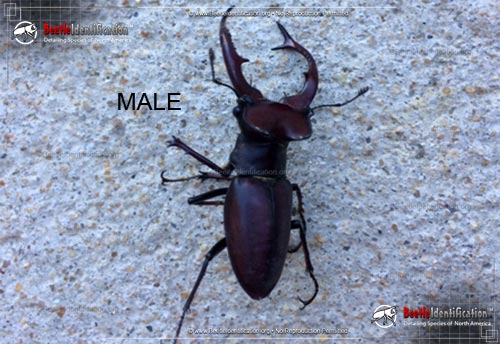 Thumbnail image #3 of the Giant Stag Beetle