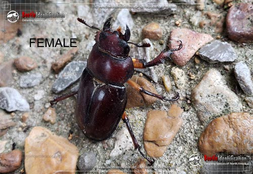 Thumbnail image #5 of the Giant Stag Beetle