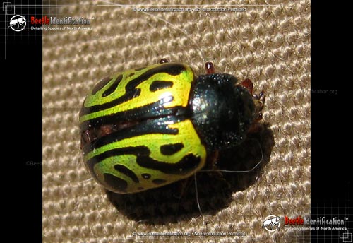 Thumbnail image #3 of the Globemallow Leaf Beetle