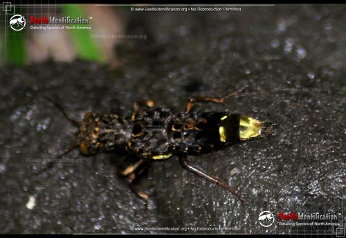 Thumbnail image #3 of the Gold-and-brown Rove Beetle