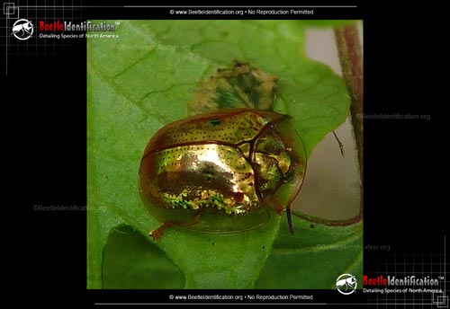 Thumbnail image #1 of the Golden Tortoise Beetle