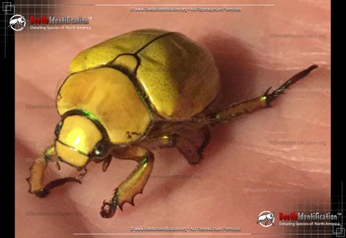 Thumbnail image #1 of the Goldsmith Beetle
