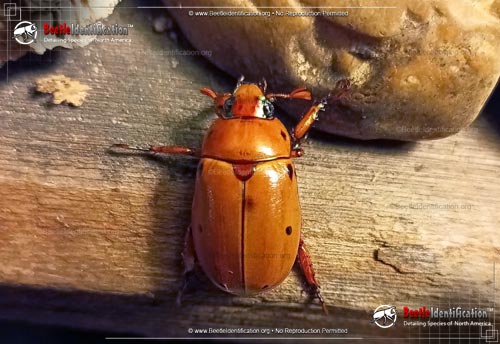 Thumbnail image #2 of the Grapevine Beetle