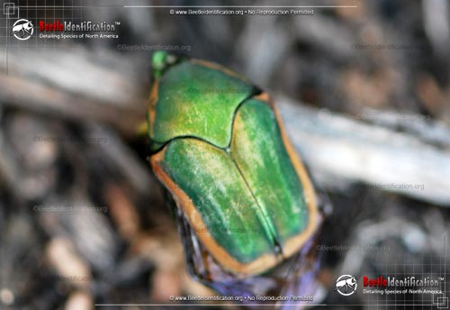 Thumbnail image #1 of the Green June Beetle
