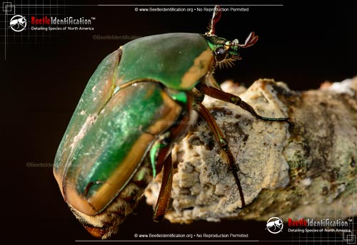 Thumbnail image #3 of the Green June Beetle