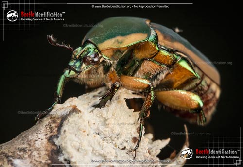 Thumbnail image #4 of the Green June Beetle