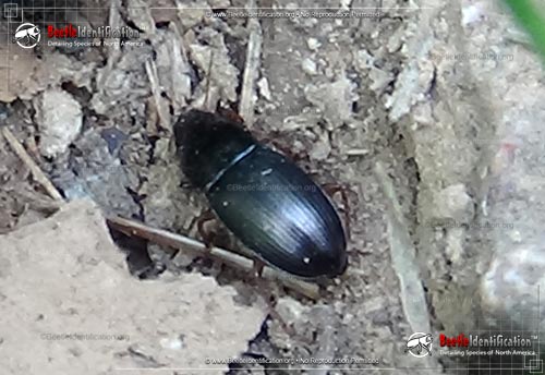 Thumbnail image #1 of the Ground Beetle