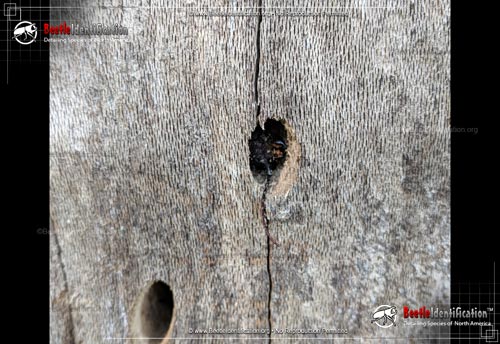 Thumbnail image #4 of the Hardwood Stump Borer Beetle