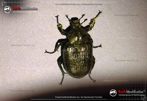 Thumbnail image #2 of the Hermit Flower Beetle