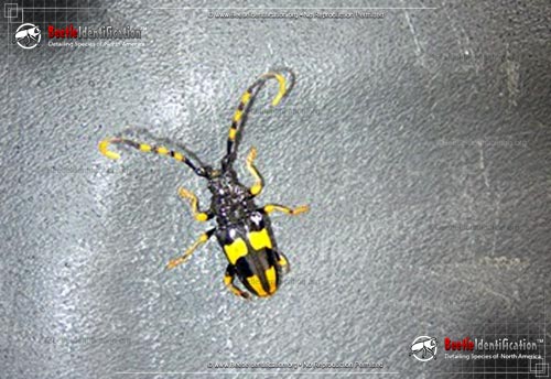 Thumbnail image #2 of the Horse-bean Longhorn Beetle