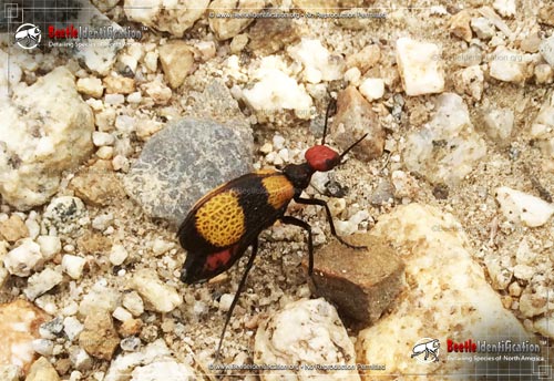 Thumbnail image #3 of the Iron Cross Blister Beetle