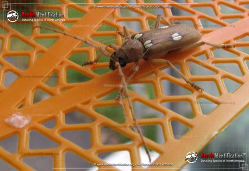 Thumbnail image #2 of the Ivory Marked Beetle