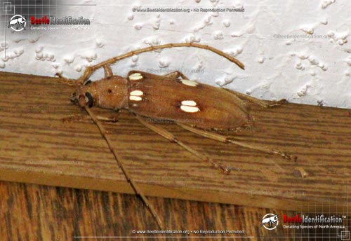 Thumbnail image #3 of the Ivory Marked Beetle