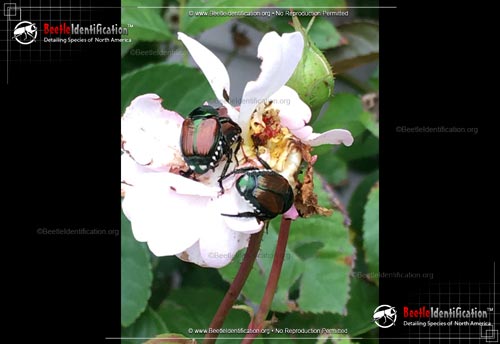 Thumbnail image #1 of the Japanese Beetle