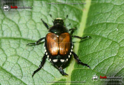 Thumbnail image #2 of the Japanese Beetle
