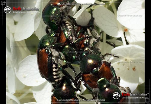 Thumbnail image #5 of the Japanese Beetle
