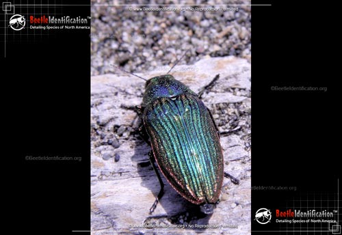 Thumbnail image #1 of the Jewel Beetle