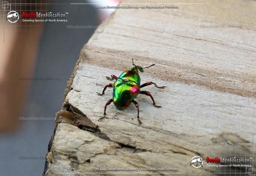 Thumbnail image #2 of the Jewel Weevil