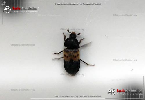 Thumbnail image #1 of the Larder Beetle