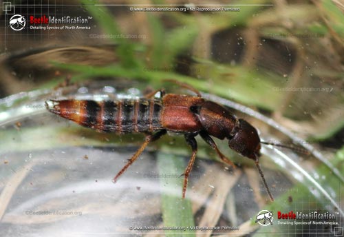 Thumbnail image #1 of the Large Rove Beetle - <em>P. cinnamopterus</em>