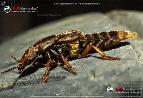 Thumbnail image #1 of the Large Rove Beetle