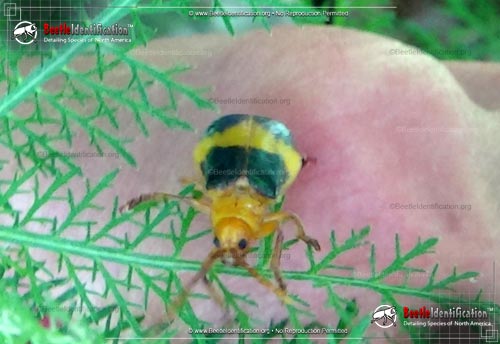 Thumbnail image #2 of the Larger Elm Leaf Beetle