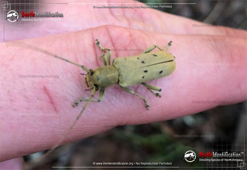 Thumbnail image #1 of the Linden Borer Beetle