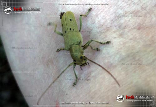 Thumbnail image #2 of the Linden Borer Beetle