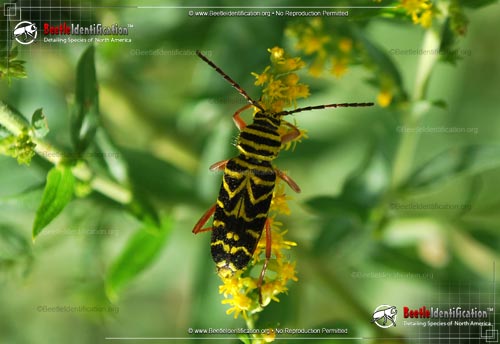 Thumbnail image #1 of the Locust Borer Beetle
