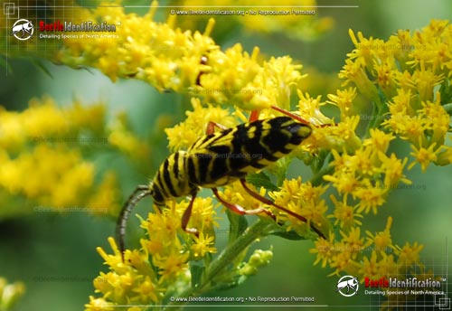 Thumbnail image #2 of the Locust Borer Beetle