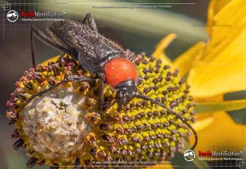 Thumbnail image #1 of the Longhorn Beetle