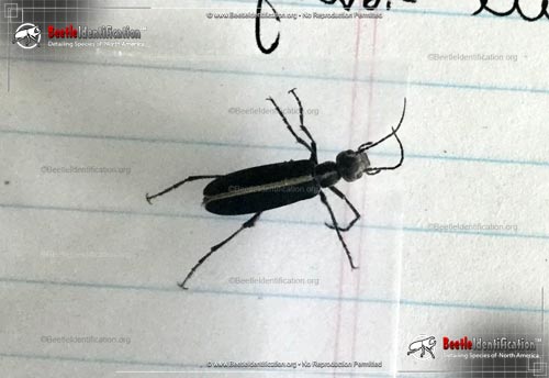Thumbnail image #3 of the Margined Blister Beetle