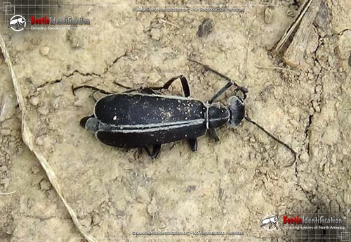 Thumbnail image #4 of the Margined Blister Beetle