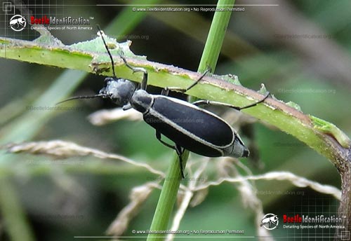 Thumbnail image #5 of the Margined Blister Beetle