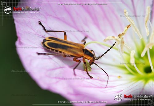 Thumbnail image #1 of the Margined Leatherwing Beetle