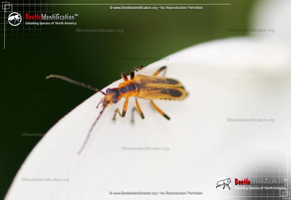 Thumbnail image #2 of the Margined Leatherwing Beetle