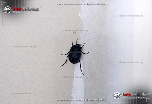 Thumbnail image #1 of the May Beetle - <em>P. cribrosa</em>