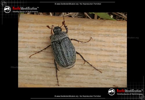 Thumbnail image #1 of the May Beetle