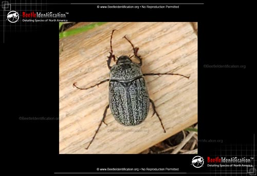 Thumbnail image #2 of the May Beetle - <em>P. lanceolata</em>