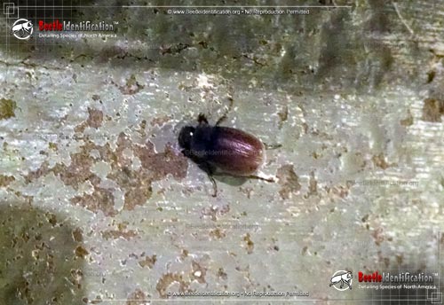 Thumbnail image #2 of the May Beetles