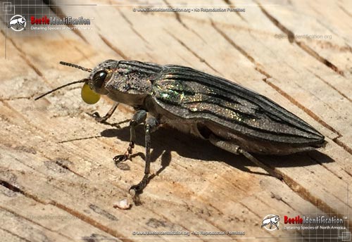 Thumbnail image #2 of the Metallic Wood-boring Beetle