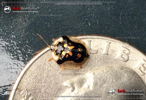 Thumbnail image #2 of the Mottled Tortoise Beetle