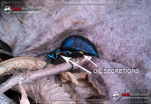 Thumbnail image #2 of the Oil Beetles