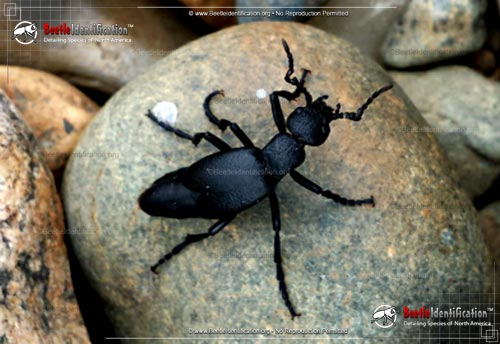 Thumbnail image #3 of the Oil Beetles