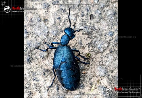Thumbnail image #1 of the Oil Beetles