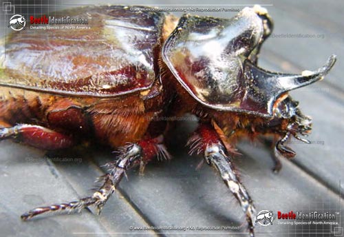 Thumbnail image #1 of the Ox Beetle