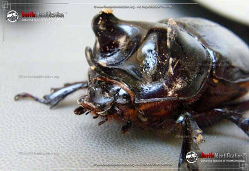 Thumbnail image #2 of the Ox Beetle