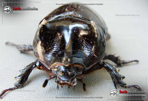 Thumbnail image #3 of the Ox Beetle