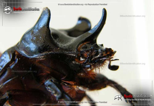 Thumbnail image #5 of the Ox Beetle