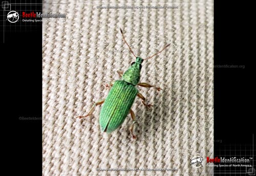 Thumbnail image #1 of the Pale Green Weevil